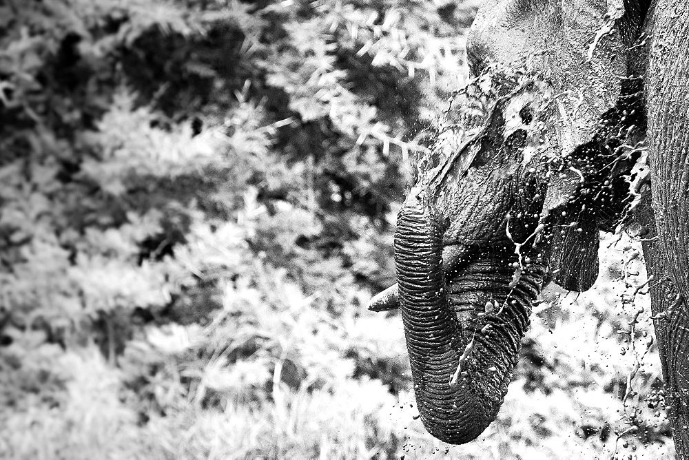 An elephant head and trunk, Loxodonta africana, spraying water with trunk over shoulder, wet skin, in black and white, Londolozi Game Reserve, Sabi Sands, Greater Kruger National Park, South Africa