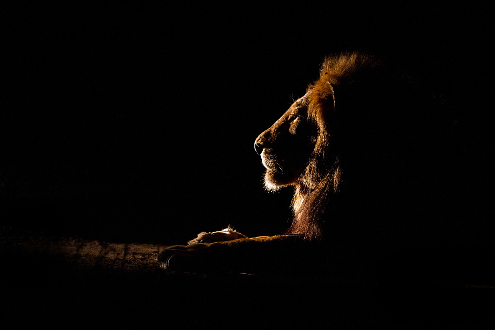 The side profile of a male lion lying down, Panthera leo, at night, lit up by spotlight, looking away, Londolozi Game Reserve, Sabi Sands, Greater Kruger National Park, South Africa