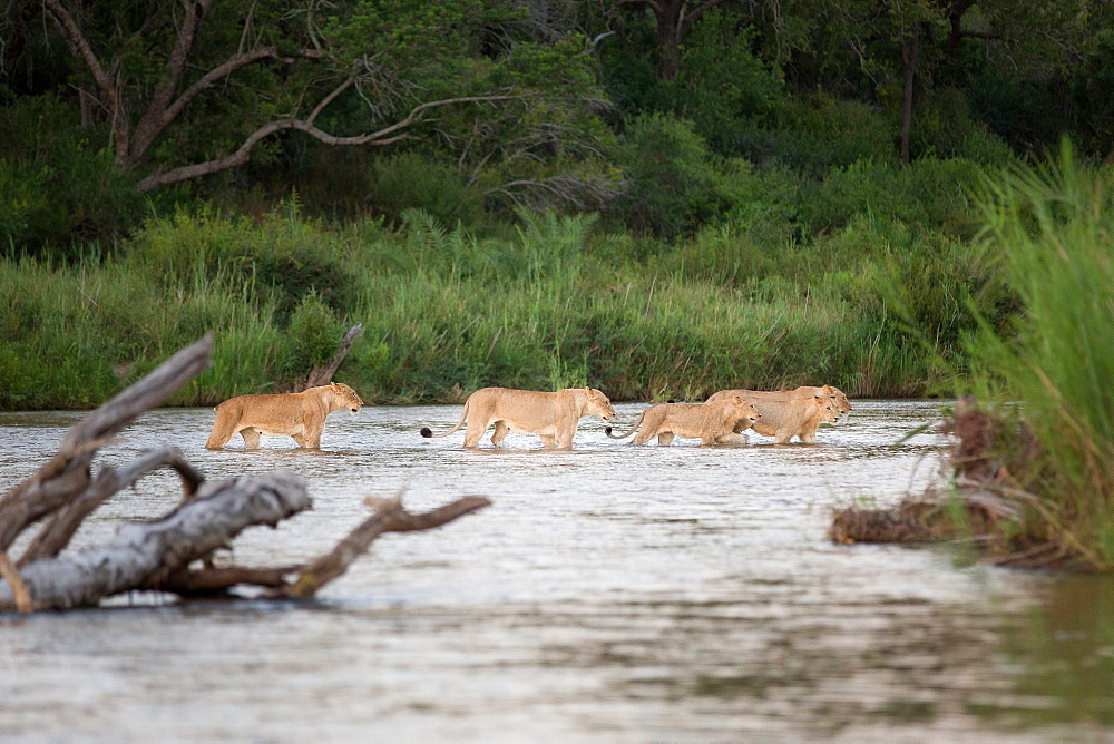 A lion pride, Panthera leo, cross a river in a line in knee deep water, following each other, greenery in background, Londolozi Game Reserve, Sabi Sands, Greater Kruger National Park, South Africa