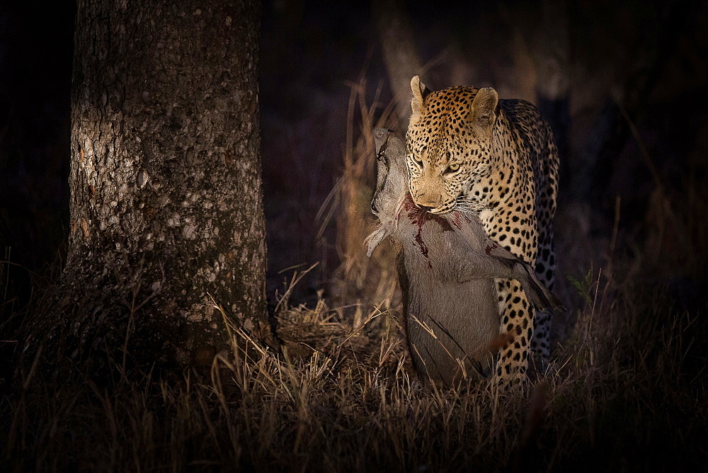 A leopard, Panthera pardus, stands while holding a dead warthog in its mouth, Phacochoerus africanus, blood on its neck, at night lit up by spotlight, Londolozi Game Reserve, Sabi Sands, Greater Kruger National Park, South Africa