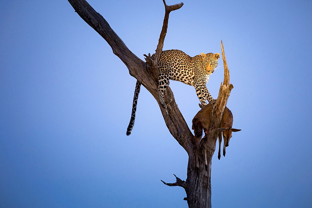 A leopard, Panthera Pardus, stands in a tree at dusk, looking away, with a common duicker carcass, Sylvicapra grimmia, Londolozi Game Reserve, Sabi Sands, Greater Kruger National Park, South Africa