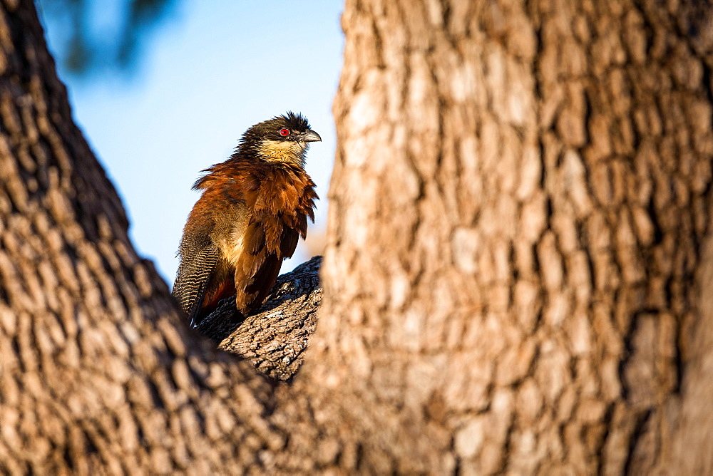 Burchell's coucal, Centropus burchellii, sits in the fork of a tree, Londolozi Game Reserve, Sabi Sands, Greater Kruger National Park, South Africa