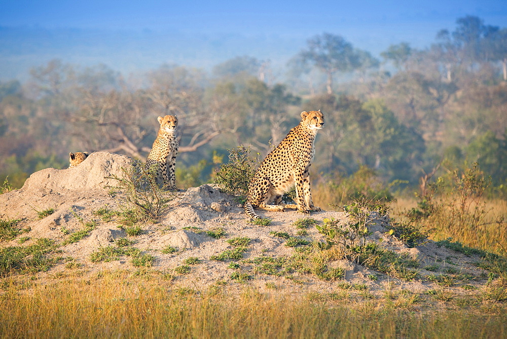 Cheetahs, Acinonyx jubatus, sit on a termite mound in the sun, looking away, Londolozi Game Reserve, Sabi Sands, Greater Kruger National Park, South Africa