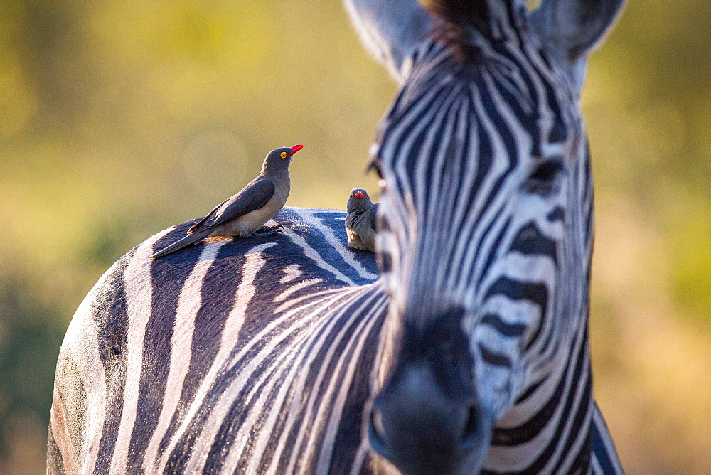 A zebra, Equus quagga, stands with red-billed oxpeckers sitting on its back, Buphagus erythrorhynchus, Londolozi Game Reserve, Sabi Sands, Greater Kruger National Park, South Africa