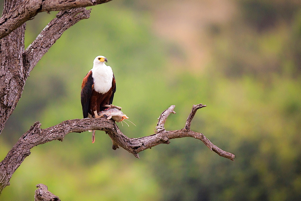 An African fish eagle, Haliaeetus Vocifer, stands on a bare tree branch, fish under its foot, looking away, greenery in background, Londolozi Game Reserve, Sabi Sands, Greater Kruger National Park, South Africa