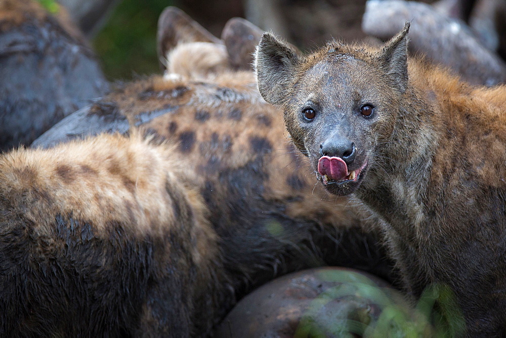 A spotted hyena, Crocuta crocuta, slicks its lips, alert, tongue out, fur muddy, group of hyenas in background, Londolozi Game Reserve, Sabi Sands, Greater Kruger National Park, South Africa