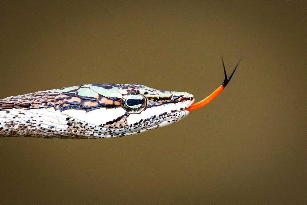 The head of a vine snake, Thelotornis capensis capensis, green brown and white scales, orange tongue sticking out, Londolozi Game Reserve, Sabi Sands, Greater Kruger National Park, South Africa