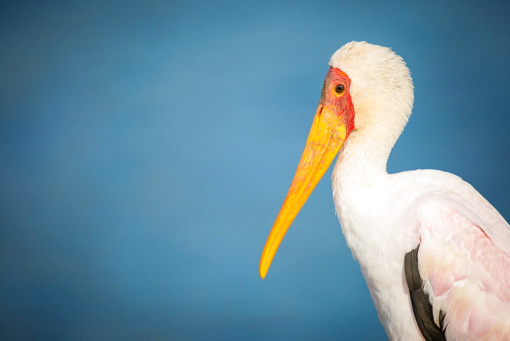 A side profile of a yellow-billed stork, Mycteria ibis, against yellow sky, Londolozi Game Reserve, Sabi Sands, Greater Kruger National Park, South Africa