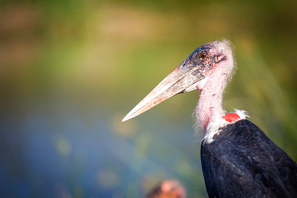 A side profile of a Marabou stork, Leptoptilos crumenifer, pink head, Londolozi Game Reserve, Sabi Sands, Greater Kruger National Park, South Africa