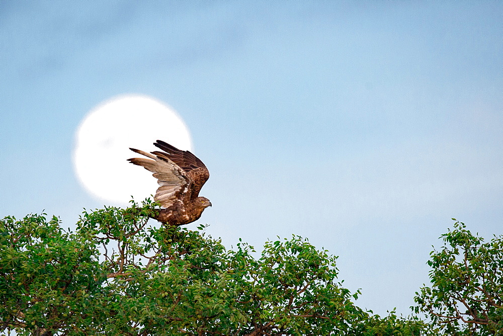 A brown snake eagle, Circaetus cinereus, stands at the crown of a tree, wings up about to fly, full moon in background, yellow eyes, Londolozi Game Reserve, Sabi Sands, Greater Kruger National Park, South Africa