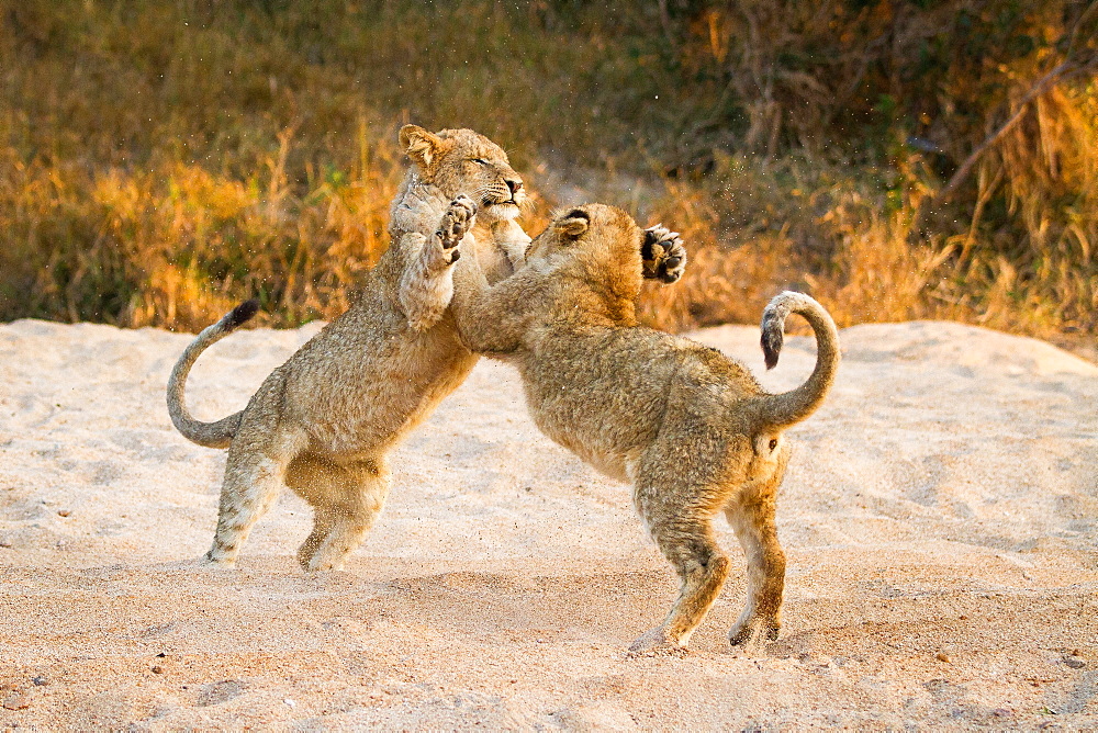 Two lion cubs, Panthera leo, stand on their hind legs in sand while playing, paws in the air, tails up, sand in the air, Londolozi Game Reserve, Sabi Sands, Greater Kruger National Park, South Africa