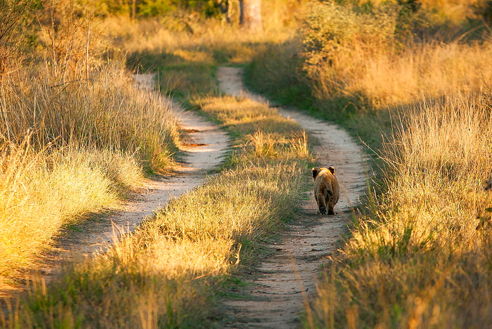 A young lion cub, Panthera leo, walks down the track of a road, back to camera, sunlight on green grass, Londolozi Game Reserve, Sabi Sands, Greater Kruger National Park, South Africa