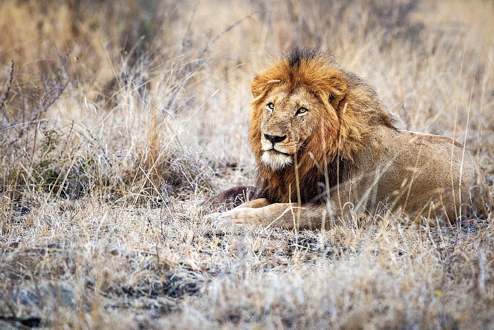 A male lion, Panthera leo, lies down in dry brown grass, direct gaze over shoulder, thick mane, Londolozi Game Reserve, Sabi Sands, Greater Kruger National Park, South Africa