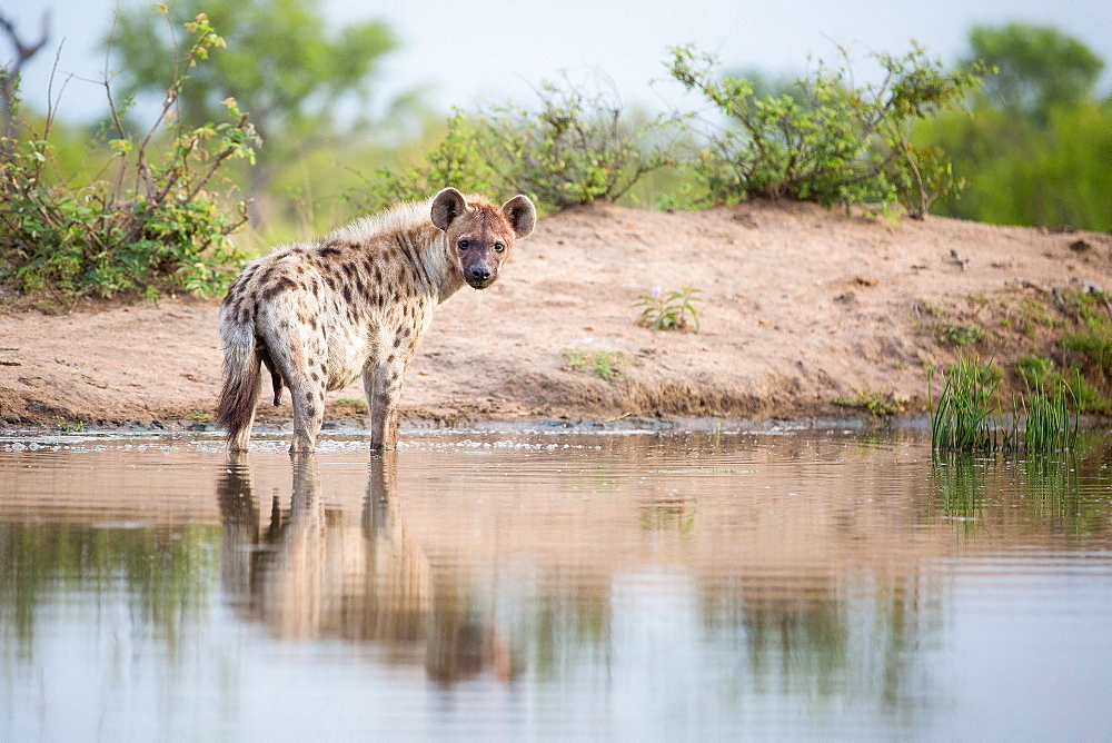 A spotted hyena, Crocuta crocuta, stands in shallow water, alert, bloody face, river bank in background, Londolozi Game Reserve, Sabi Sands, Greater Kruger National Park, South Africa