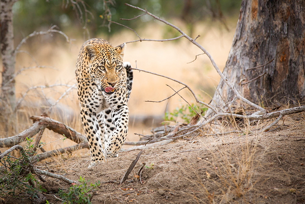 A leopard, Panthera Pardus, walks towards the camera, from raised leg, looking away, licking lips, Londolozi Game Reserve, Sabi Sands, Greater Kruger National Park, South Africa