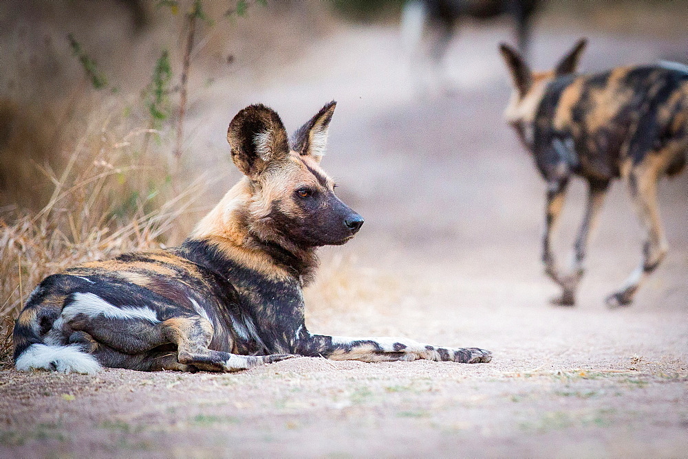 A wild dog, Lycaon pictus, lies on the ground, looking away, bloody face, ears perked, Londolozi Game Reserve, Sabi Sands, Greater Kruger National Park, South Africa