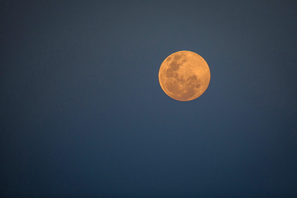 A full moon at dusk, orange-pink moon against dark-blue background, Londolozi Game Reserve, Sabi Sands, Greater Kruger National Park, South Africa