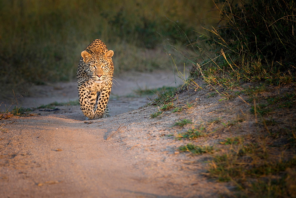 A leopard, Panthera pardus, walks towards the camera on a sand road, looking away, ears forward, Londolozi Game Reserve, Sabi Sands, Greater Kruger National Park, South Africa