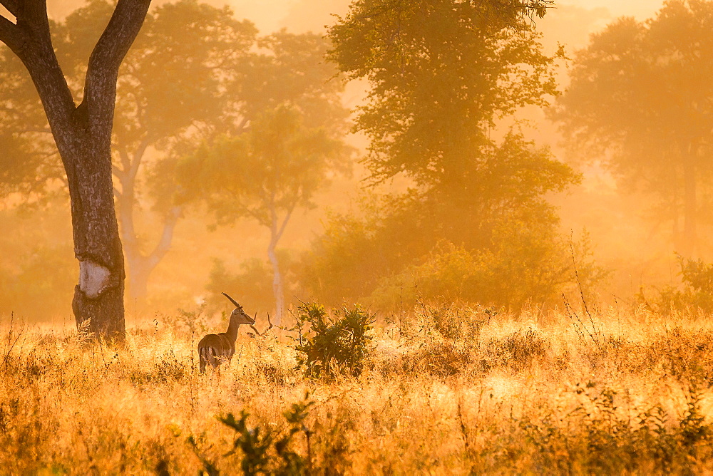 A backlit male impala, Aepyceros melampus, stands in tall sunlit grass, back to camera, looking away, trees in the background, Londolozi Game Reserve, Sabi Sands, Greater Kruger National Park, South Africa