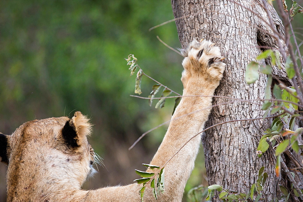 The back of a head of a lioness, Panthera leo, ears back, front paw resting on tree trunk, claws showing, Londolozi Game Reserve, Sabi Sands, Greater Kruger National Park, South Africa