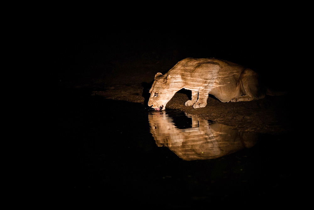 A lioness, Panthera leo, laps water at night, water reflection, ripples, lit up by spot light, Londolozi Game Reserve, Sabi Sands, Greater Kruger National Park, South Africa