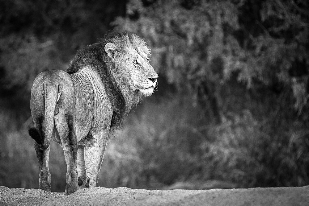 A male lion, Panthera leo, stands with back to camera, looking away, in black and white, Londolozi Game Reserve, Sabi Sands, Greater Kruger National Park, South Africa