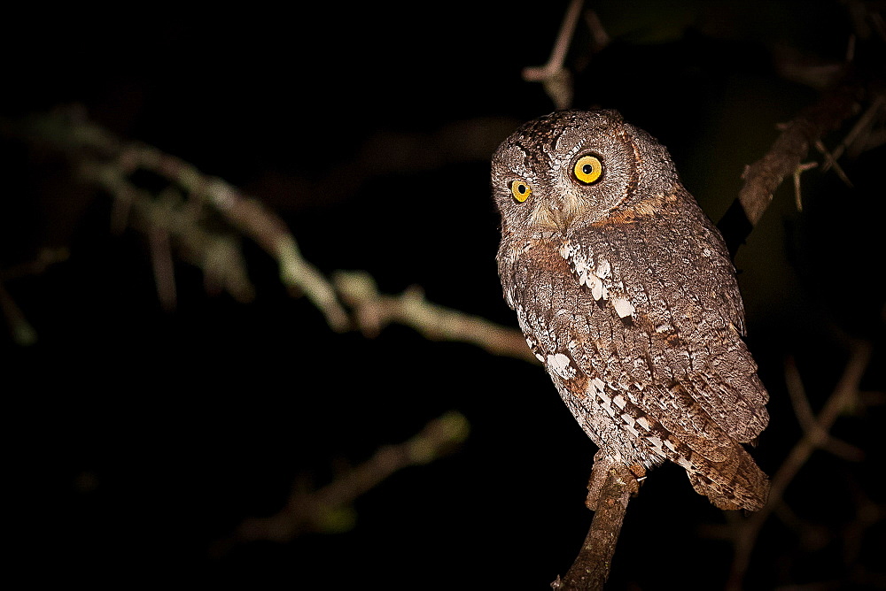 A scops owl, Otus scops, at night, perched on branch, alert, yellow eyes, Londolozi Game Reserve, Sabi Sands, Greater Kruger National Park, South Africa