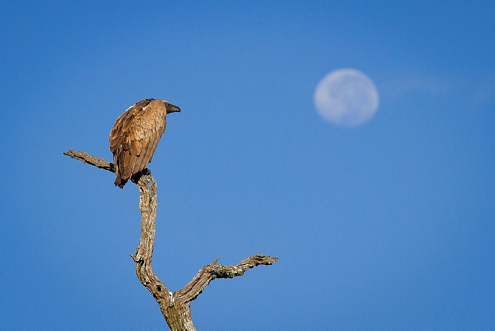 A white-backed vulture, Gyps africanus, perches on a dead branch, looking away, blue sky background, Londolozi Game Reserve, Sabi Sands, Greater Kruger National Park, South Africa