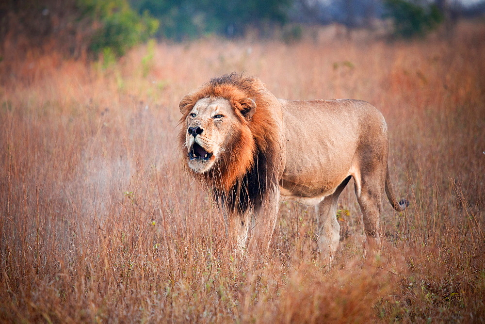 A male lion, Panthera leo, stand sin brown grass, opens mouth, roars, steam coming out of mouth, Londolozi Game Reserve, Sabi Sands, Greater Kruger National Park, South Africa