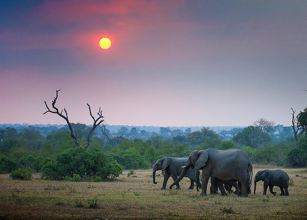 A herd of elephant, Loxodonta africana, walk through an open clearing, trees and bushes in background with sun setting, Londolozi Game Reserve, Sabi Sands, Greater Kruger National Park, South Africa