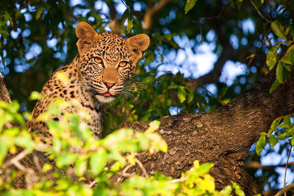 A leopard cub's head, Panthera pardus, sitting in a tree, alert, tongue out, leaves in foreground, Londolozi Game Reserve, Sabi Sands, Greater Kruger National Park, South Africa