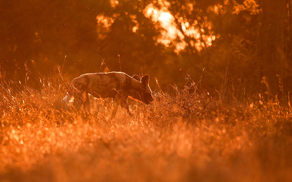 An African wild dog, Lycaon pictus, backlit, walks away from camera through grass, ears back, Londolozi Game Reserve, Sabi Sands, Greater Kruger National Park, South Africa