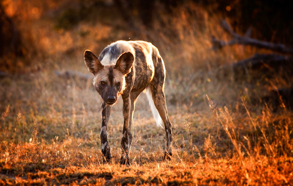 An African wild dog, Lycaon pictus, walks towards camera, backlit, looking away, grass in sunlight, Londolozi Game Reserve, Sabi Sands, Greater Kruger National Park, South Africa