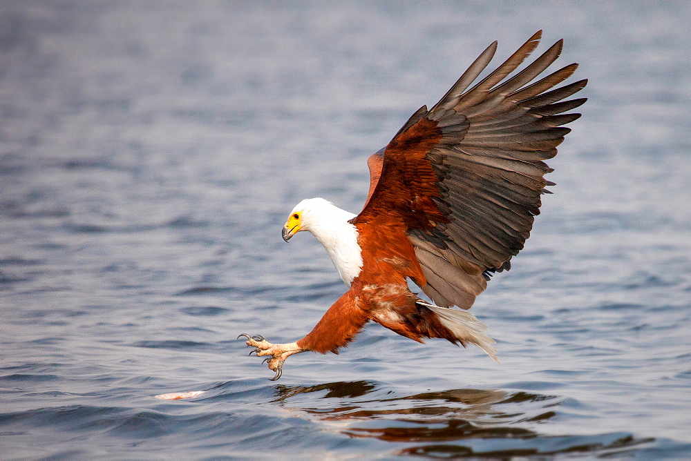 An African fish eagle, Haliaeetus vocifer, flies down towards water, talons out about to catch a fish, wings spread, looking away, Londolozi Game Reserve, Sabi Sands, Greater Kruger National Park, South Africa