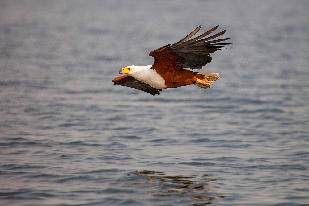 An African fish eagle, Haliaeetus Vocifer, flies over water, legs tucked against body, flying out of frame, Londolozi Game Reserve, Sabi Sands, Greater Kruger National Park, South Africa