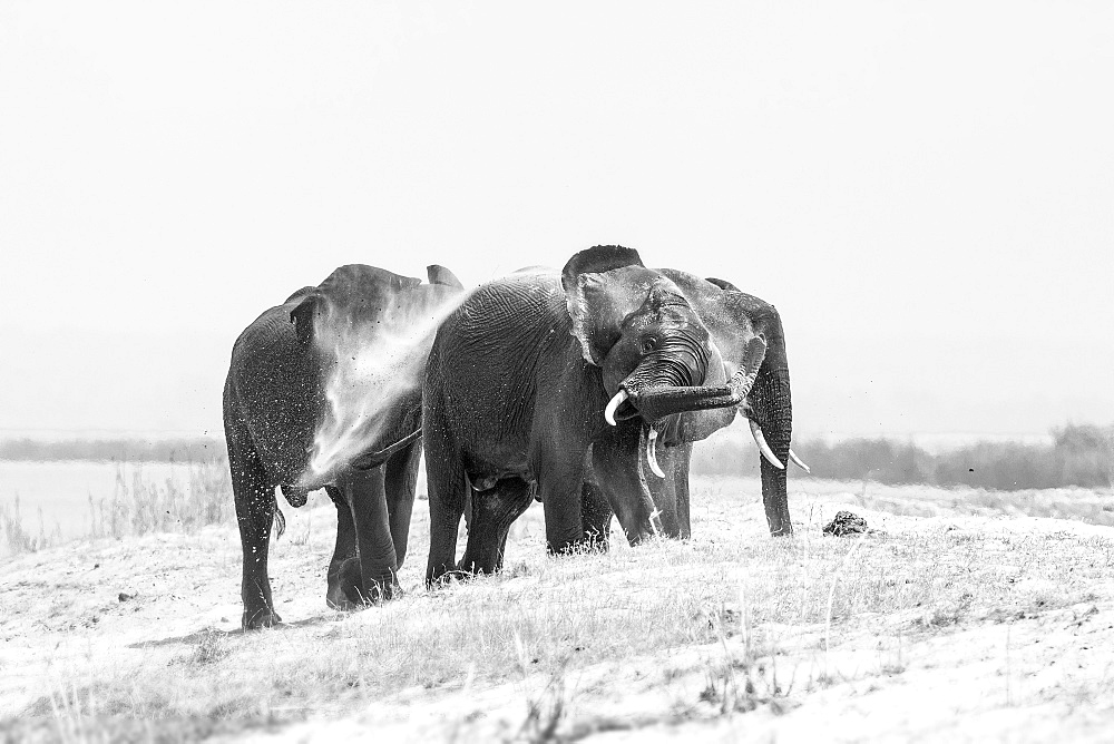 Three elephant, Loxodonta africana, stand on a sand bank, wet skin, spray sand with their trunk into the air, in black and white, Londolozi Game Reserve, Sabi Sands, Greater Kruger National Park, South Africa