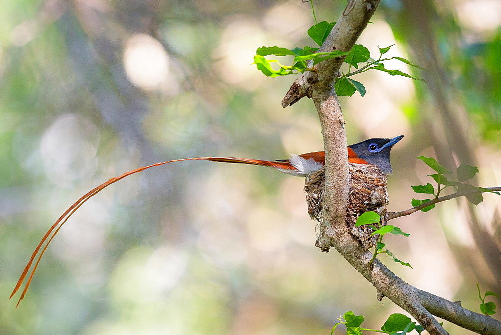 A African paradise flycatcher, Terpsiphone viridis, sits in a nest in a tree, its long tail hangs out of the nest, Londolozi Game Reserve, Sabi Sands, Greater Kruger National Park, South Africa