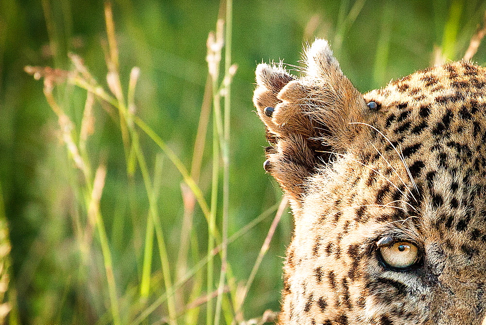 A leopard's ear and eye, Panthera pardus, ripped ear with ticks on, tick on eyelid, greenery in the background, Londolozi Game Reserve, Sabi Sands, Greater Kruger National Park, South Africa