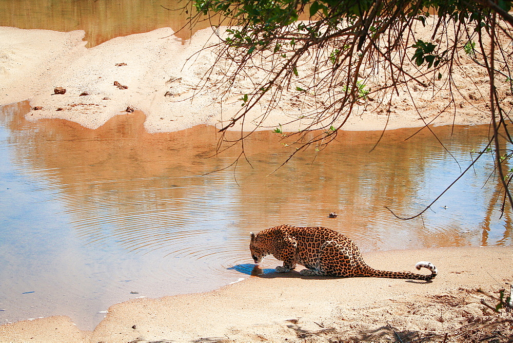A leopard, Panthera pardus, lies on sand and laps at water from a river, back to camera, ripples in water, Londolozi Game Reserve, Sabi Sands, Greater Kruger National Park, South Africa