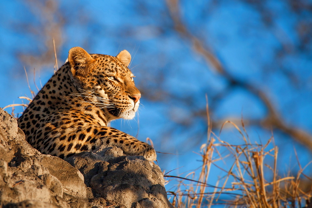 A leopard's head, Panthera pardus, lying on termite mound, looking away, blue sky background, Londolozi Game Reserve, Sabi Sands, Greater Kruger National Park, South Africa