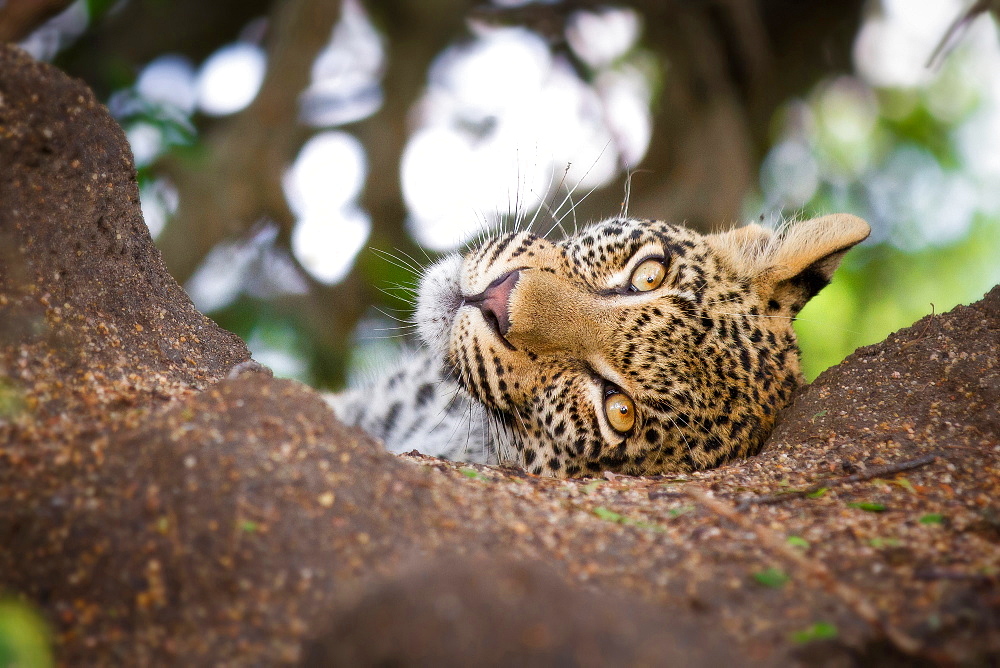 A leopard cub's head, Panthera pardus, lies in the sand, head tilted, alert, brown yellow eyes, Londolozi Game Reserve, Sabi Sands, Greater Kruger National Park, South Africa