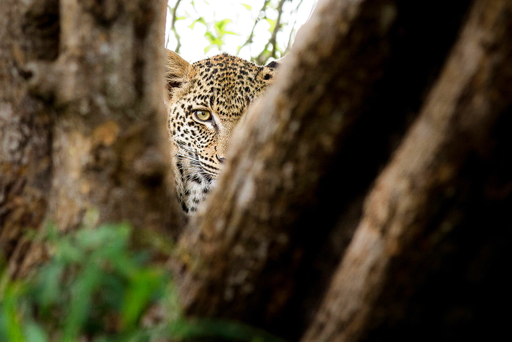 A leopard's head, Panthera pardus, direct gaze between two tree branches, one eye, Londolozi Game Reserve, Sabi Sands, Greater Kruger National Park, South Africa