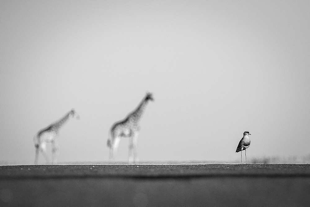 A crowned lapwing, Vanellus coronatus, stands on level ground, two giraffe, Giraffa camelopardalis, stand blurred in the background, in black and white, Londolozi Game Reserve, Sabi Sands, Greater Kruger National Park, South Africa