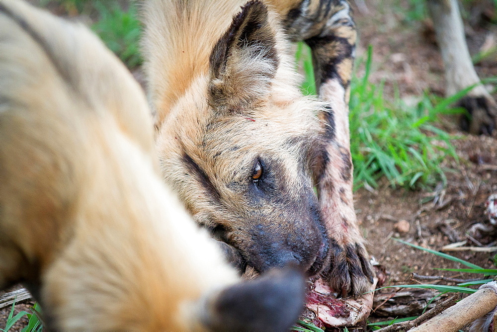 A wild dog's head, Lycaon pictus, lying on ground, chewing a bone, looking out of frame, Londolozi Game Reserve, Sabi Sands, Greater Kruger National Park, South Africa