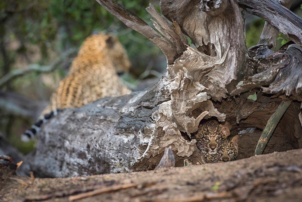 Two leopard cubs, Panthera pardus, alert, lying the hollow of a dead tree, mother leopard lying in background, Londolozi Game Reserve, Sabi Sands, Greater Kruger National Park, South Africa