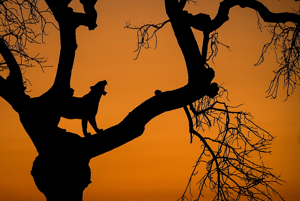 A silhouette of a leopard, Panthera pardus, standing in the fork of a tree, yawning showing teeth, against orange sunset sky, Londolozi Game Reserve, Sabi Sands, Greater Kruger National Park, South Africa