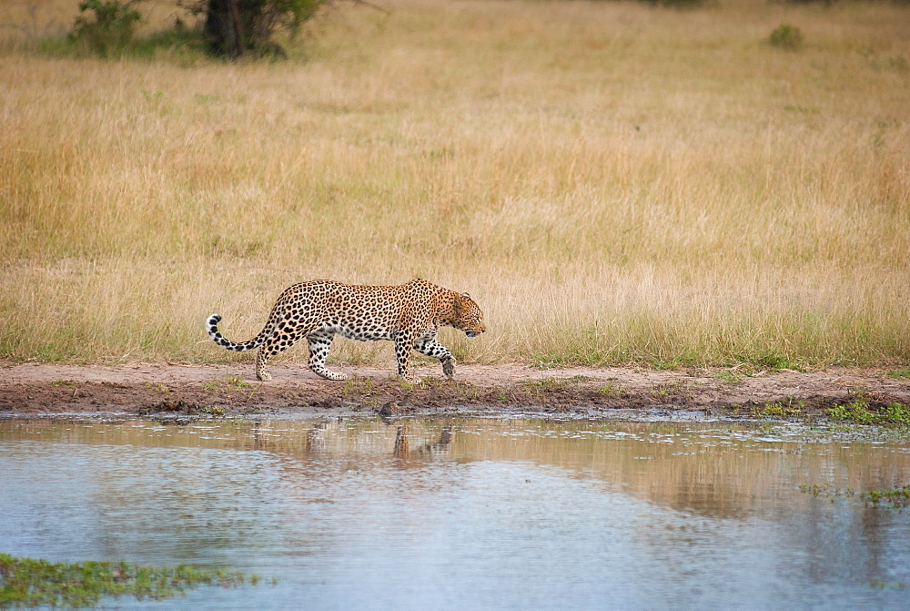 A leopard, Panthera pardus, walks parallel to a waterhole, looking away, front leg raised, green brown grass in background, Londolozi Game Reserve, Sabi Sands, Greater Kruger National Park, South Africa