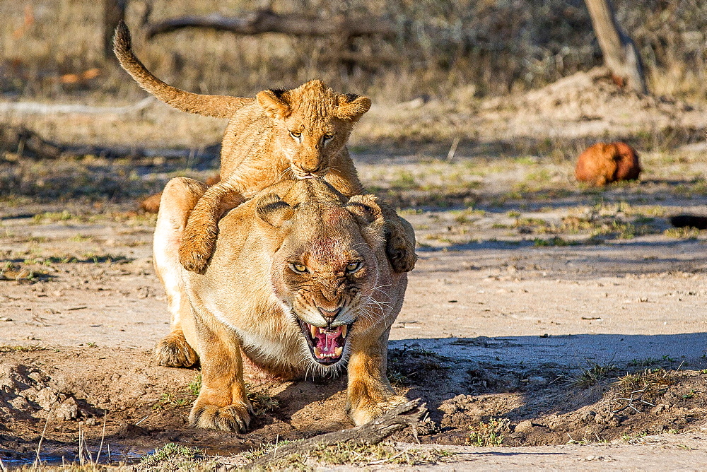 A lion cub, Panthera leo, lies on the back on a lioness, gripping her around the shoulders, the lioness bends down and snarls, open mouth, with a bloody face, Londolozi Game Reserve, Sabi Sands, Greater Kruger National Park, South Africa