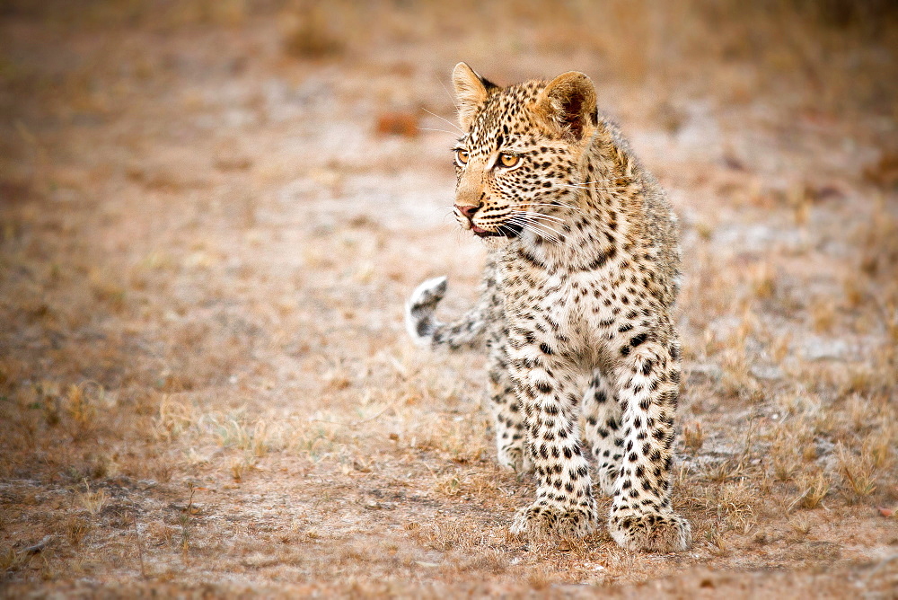 A leopard cub, Panthera pardus, stands in short grass, looking away, brown yellow eyes, Londolozi Game Reserve, Sabi Sands, Greater Kruger National Park, South Africa