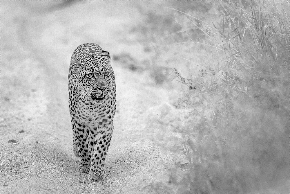 A leopard, Panthera pardus, walks towards the camera on a sand road, looking away, ears back, mouth open, in black and white, Londolozi Game Reserve, Sabi Sands, Greater Kruger National Park, South Africa